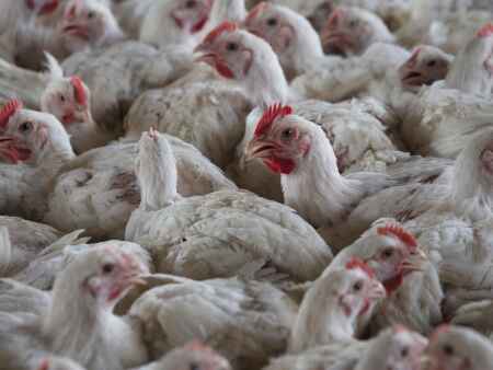 Bird flu reported in Iowa for the first time in 2024
