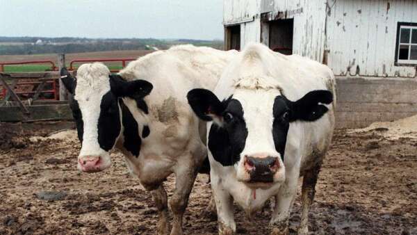 Bird flu infects yet another Sioux County dairy herd