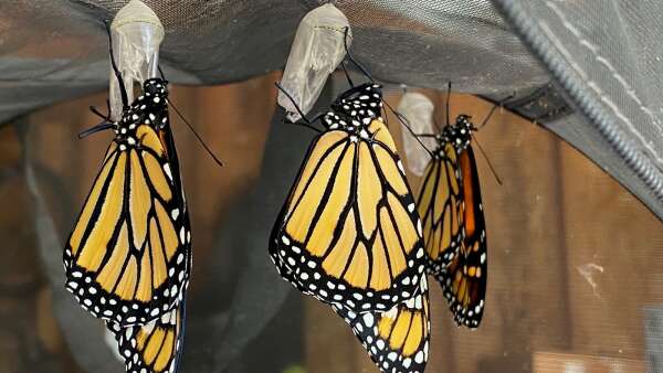Saving Monarch butterflies