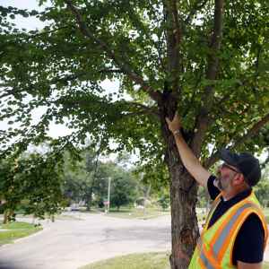 What trees will Cedar Rapids replant after the derecho?