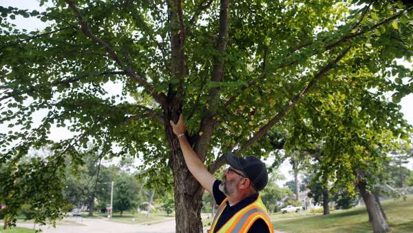 What trees will Cedar Rapids replant after the derecho?