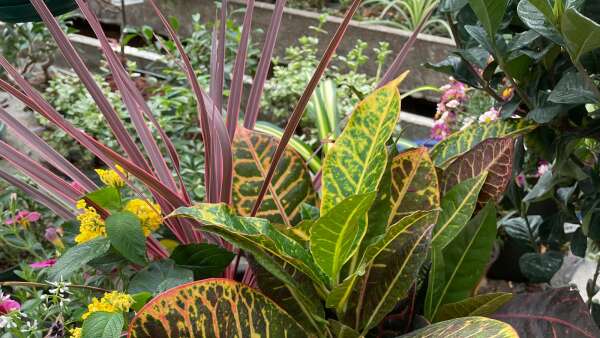 Colorful tropical plants liven up a patio