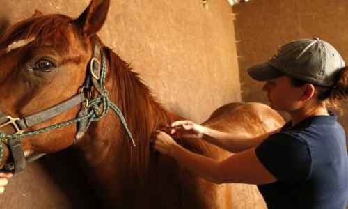 Local vets urge horse owners to vaccinate for West Nile ahead of mosquito season