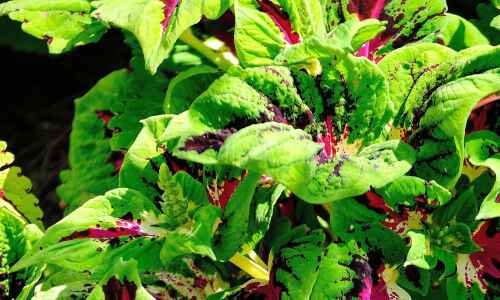 Get a head start on spring and overwinter some plants