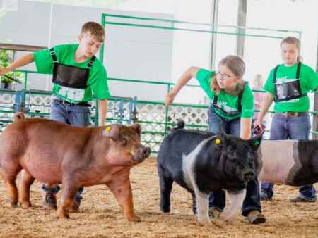 Headley children learn ins and outs of raising pigs