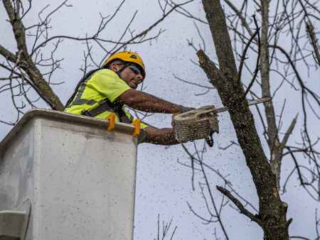 Dead ash trees pose danger and cost to private landowners