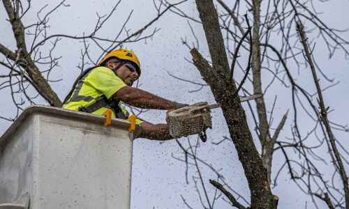 Dead ash trees pose danger and cost to private landowners