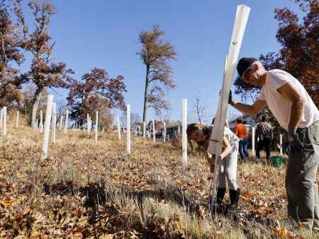 To replenish lost trees, C.R. turns to gravel bed seedlings