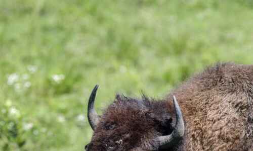 Learn about American bison Friday at Hurstville KinderNature event