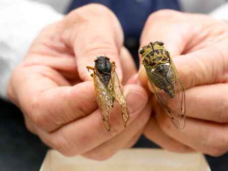 Cicadas all the buzz, but not in Eastern Iowa