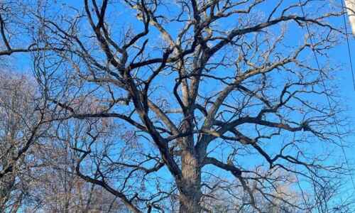 Iowa’s oldest tree is nearly 400 years old