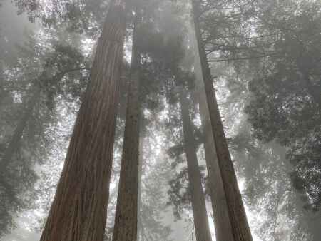 In northern California, the Redwood giants amaze and inspire