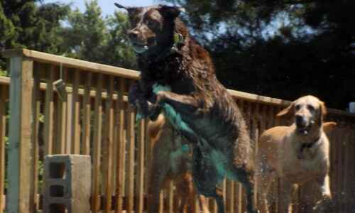 K9COLA’s annual doggy dip moving from Bever Pool to virtual plunge