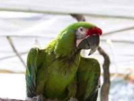 Last resort for parrots lies in rural Letts (WITH VIDEO)