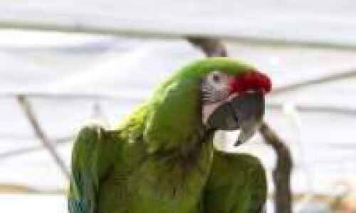 Last resort for parrots lies in rural Letts (WITH VIDEO)