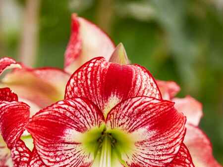 Go beyond the traditional with unique amaryllis varieties