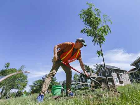 C.R. tree planting raises epilepsy awareness, honors Joe Drahos in SE neighborhood