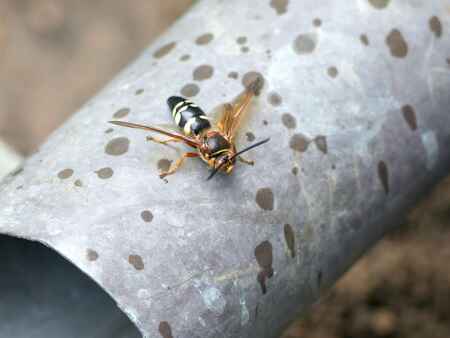 Eastern cicada killer wasps are back