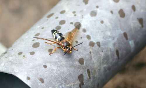 Eastern cicada killer wasps are back