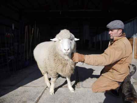 Neglected animals, including two sheep from Cricket Hollow, find safe home at Hercules Haven near…