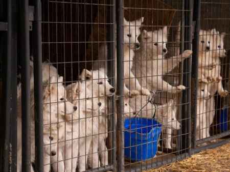 Northern Iowa puppy mill raid rescues 170 dogs