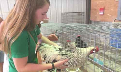Linn County 4-H can show live birds after ban lifts