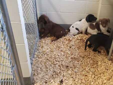 Missouri puppies given second chance by Lisbon rescue, await adoption