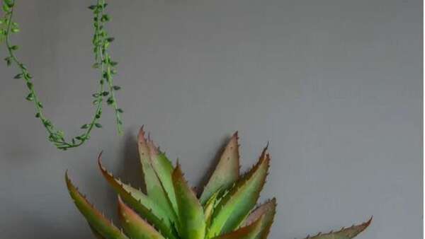 Skip the paintings, using plantings to decorate your walls