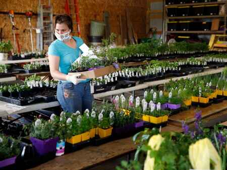 Popular area plant sales return to in-person this year