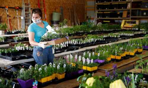 Popular area plant sales return to in-person this year
