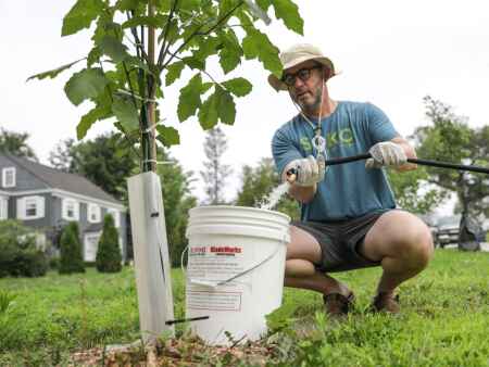 Cedar Rapids replanting at homes after derecho grows roots