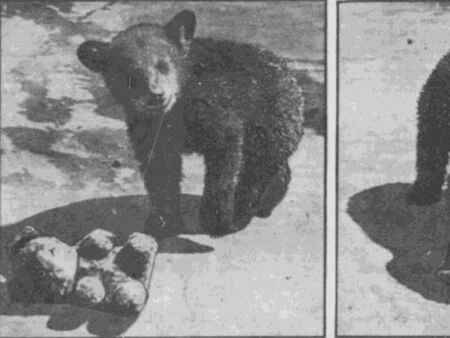 3-legged bear cub was the star at Bever Park Zoo in Cedar Rapids
