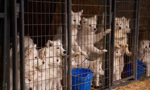 Iowa third worst for problem ‘puppy mills’: Humane Society report