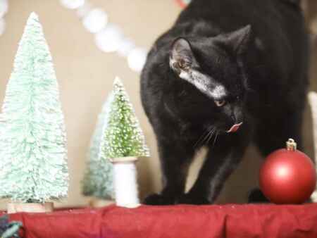Meet the Cats of Christmas, ready for adoption