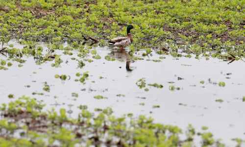 Peak duck migration arrives in Iowa amid avian flu fears