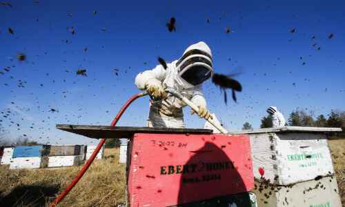 Fewer Iowa bees helping with California almond pollination