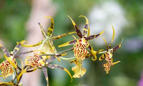 ‘Orchids are a Scream’ returns for Halloween