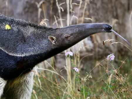 Fun facts about 3 animals’ sticky, long, blue tongues