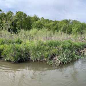 Beaver dams do a dam good job improving Iowa water quality