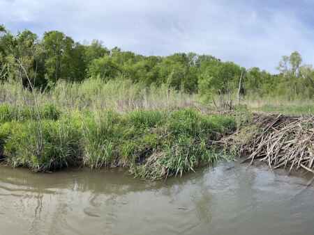 Beaver dams do a dam good job improving Iowa water quality