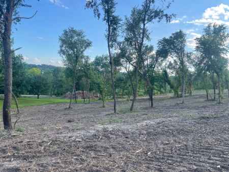 Legion Park looks at replanting after derecho cleanup done