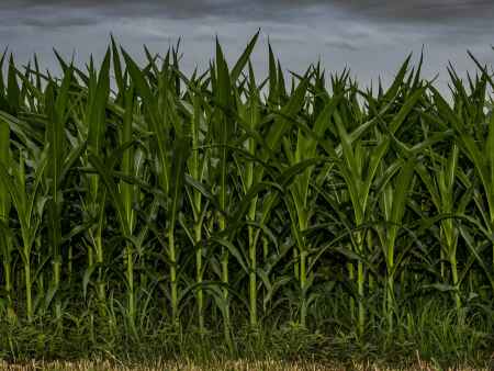 Iowa corn yield growth likely to slow by 2030 without urgent focus on climate adaptation