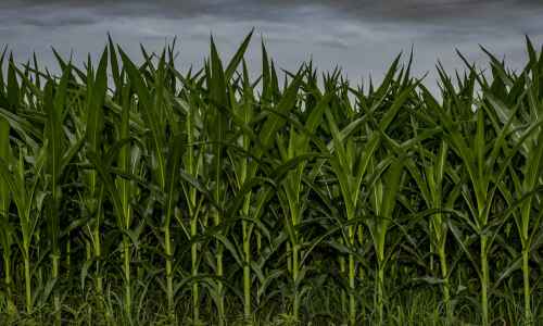 Lackluster Iowa corn crop could mean more food inflation