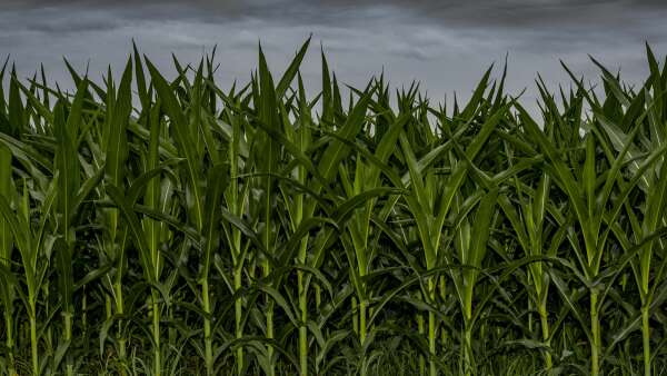 How cornfields make Midwest unbearably humid