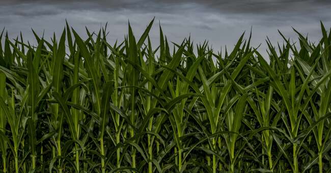 Iowa corn yield growth likely to slow by 2030 without urgent focus on climate adaptation