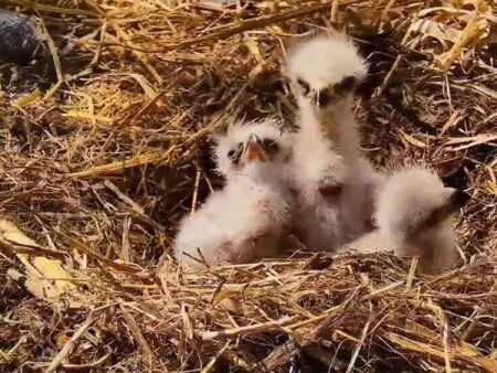 Baby eagles hatch in Decorah, while the world watches