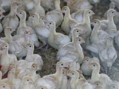 Bird flu hits two more Iowa turkey flocks