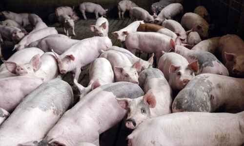 USDA again sanctions powerful hog buyer for cheating sellers
