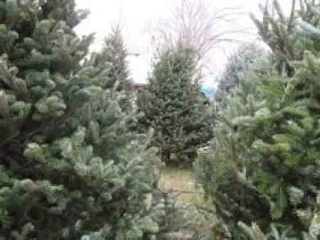 Searching for a Christmas tree? Branch out to these farms