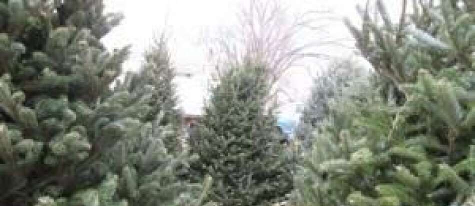 Searching for a Christmas tree? Branch out to these farms